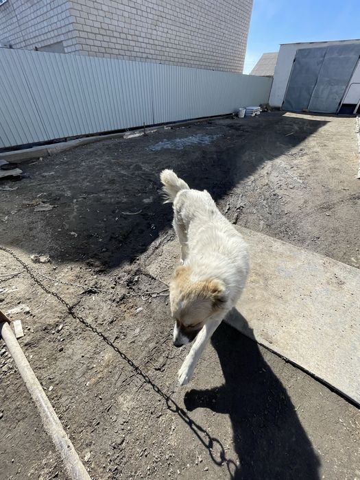 Қазақы төбеттің тұқымы