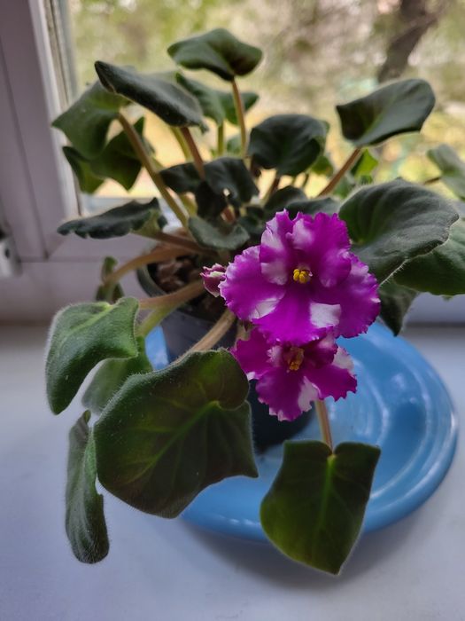 Продам фиалку комнатную