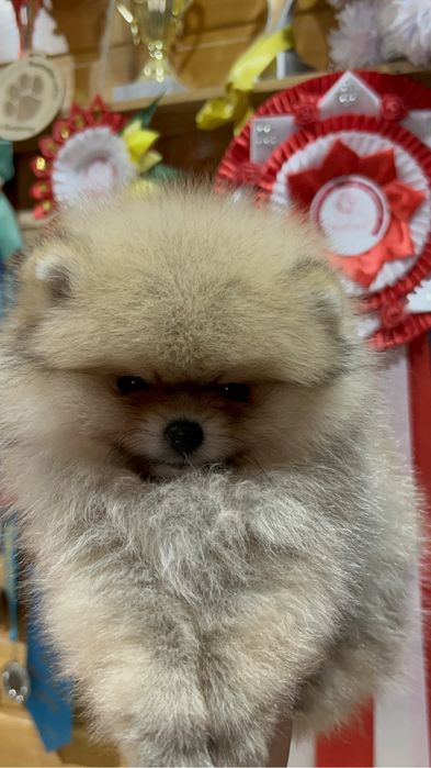 Померанский шпиц