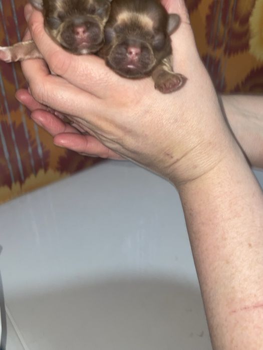 Продам щенков пекинеса(открыта бронь)