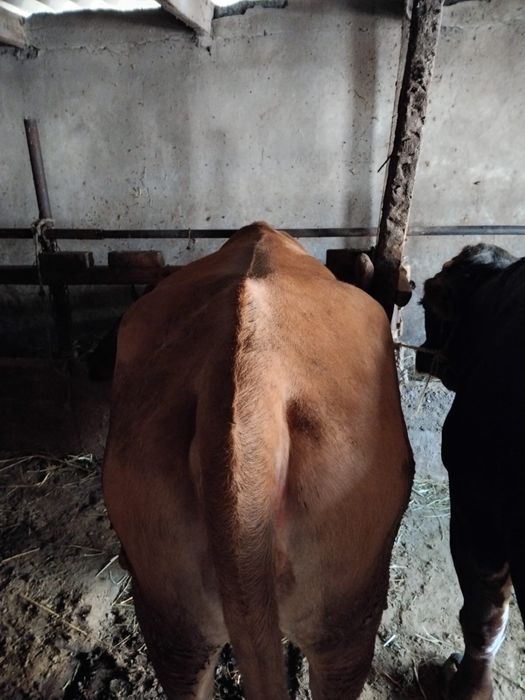 Продам крупно рогатый скот