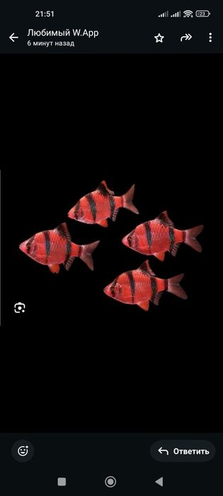 Продам аквариумных рыбок барбусов