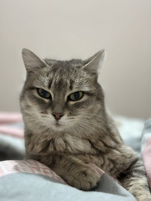 Отдам кошку и котенка