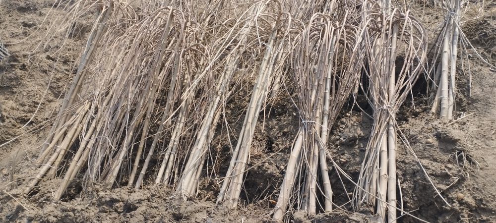 Mevali va manzarali koʻchatlari sotiladi