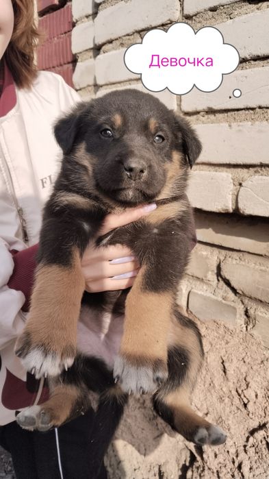 Щенки от крупной собаки