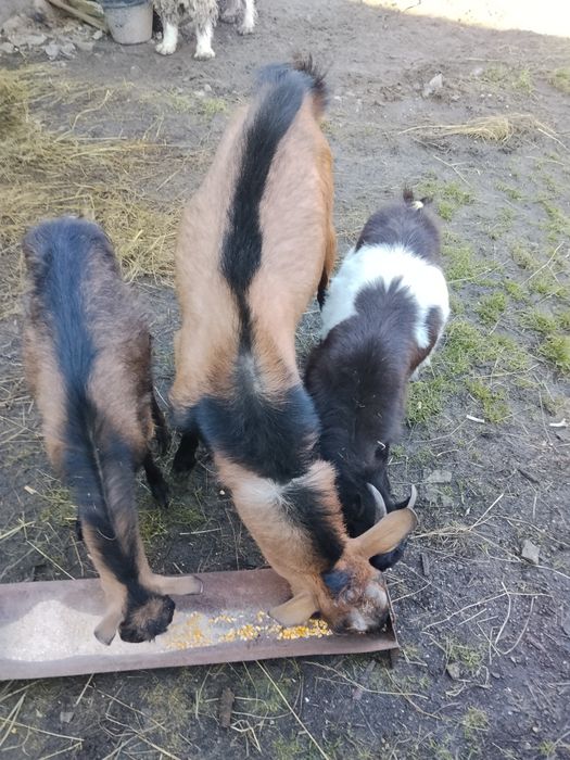 De vânzare un țap de doi ani  și o iadă de un  an  iadă preț 700 lei