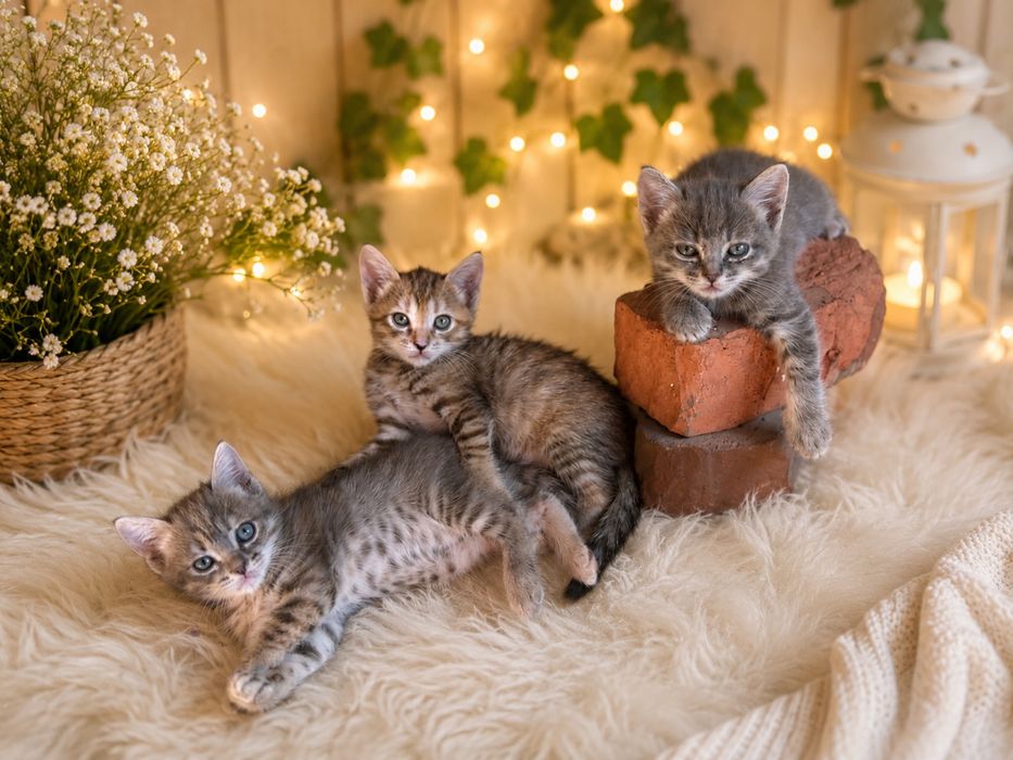 Котята Европейспие короткошерстные