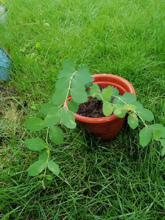 Снежноягодник кустарник декоративный, ЗКС