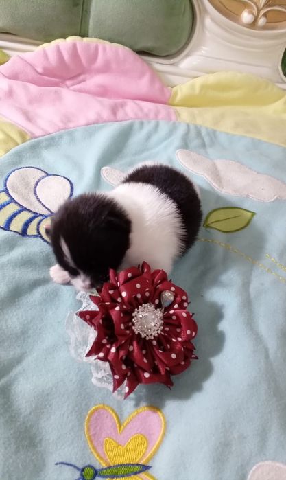 Померанский шпиц