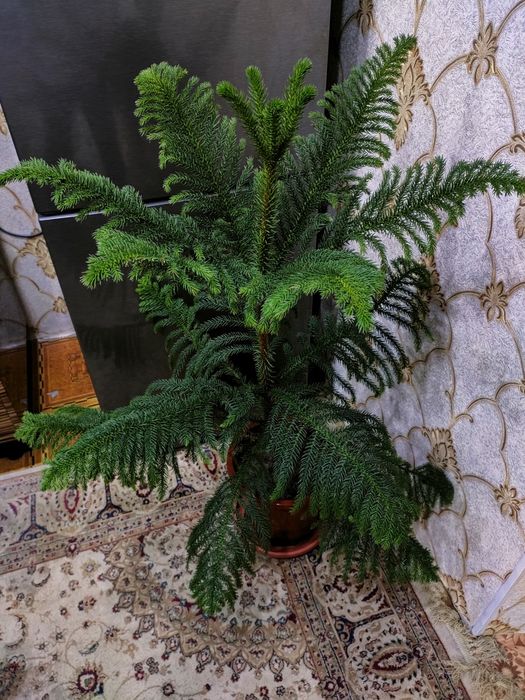 Подарки для близких. Доставка