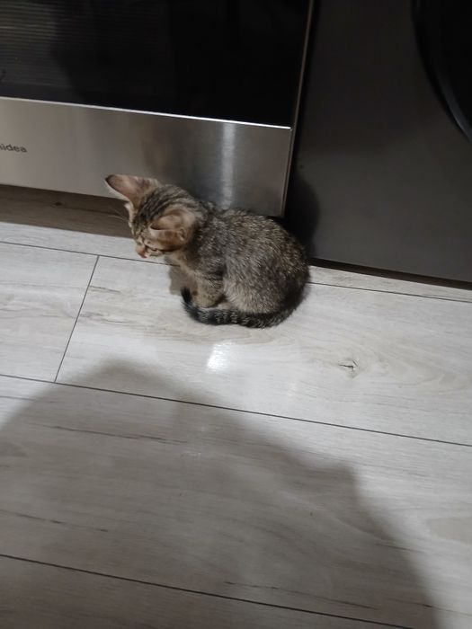 Отдам даром котёнка