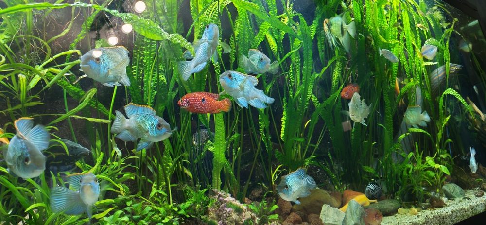 Pesti Electric Blue Acara, Lilifaili și Nigrofasciatus