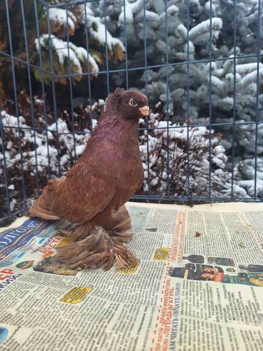 Продам красного голубя