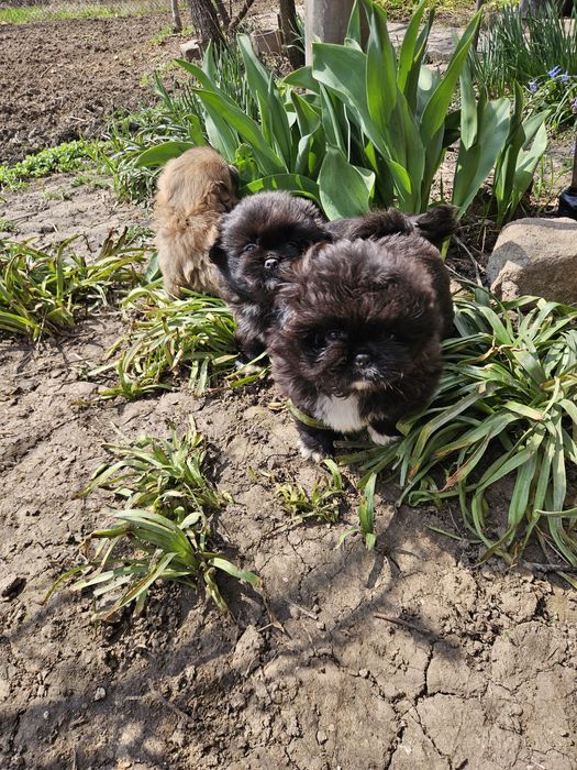 Малки сладки пекинези