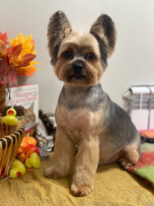 Услуги груминга кошек и собак