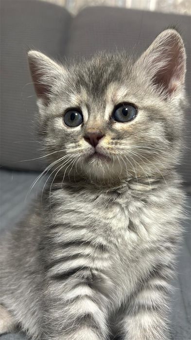 Котейка ищет дом