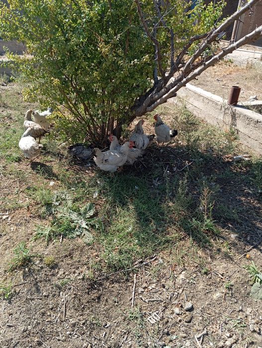 Адлер таук сатлады