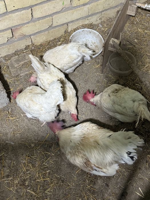 Loman sendi oq horoz tovuqlar sotiladi 10 ta