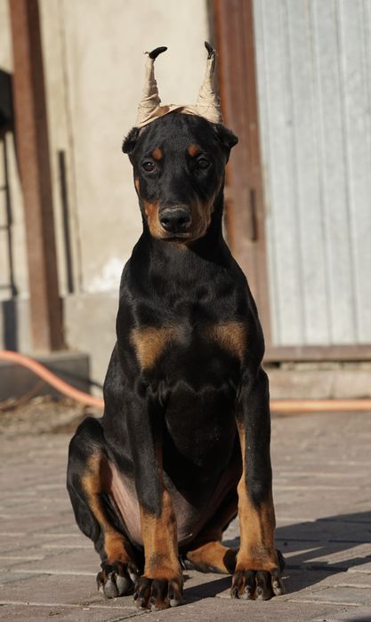 Продаются щенки добермана