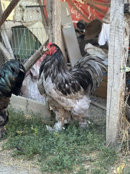 Pereche brahma albastru