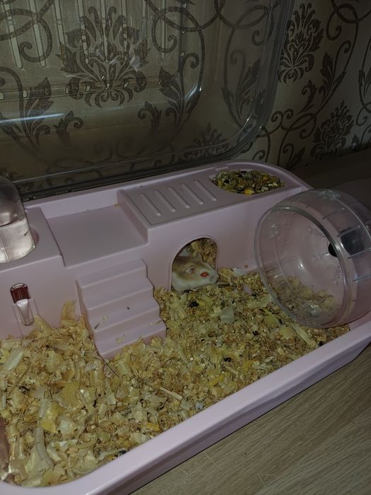Хомячки джунгарские