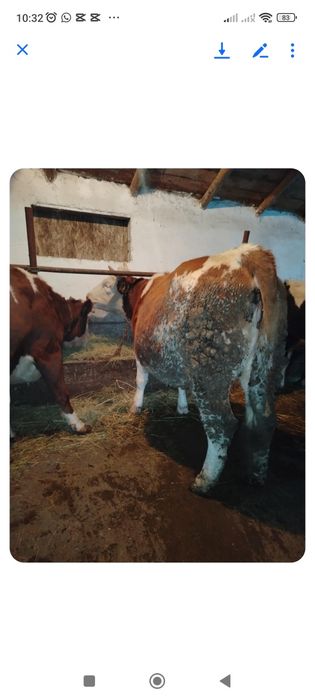 Vaci și junci de vânzare