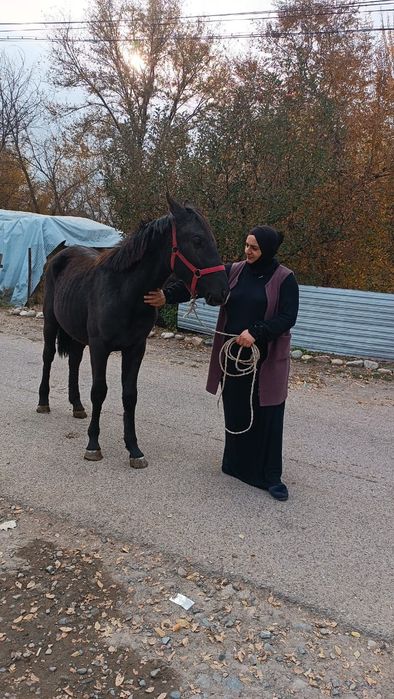 Продам жеребца 1.5 года срочна