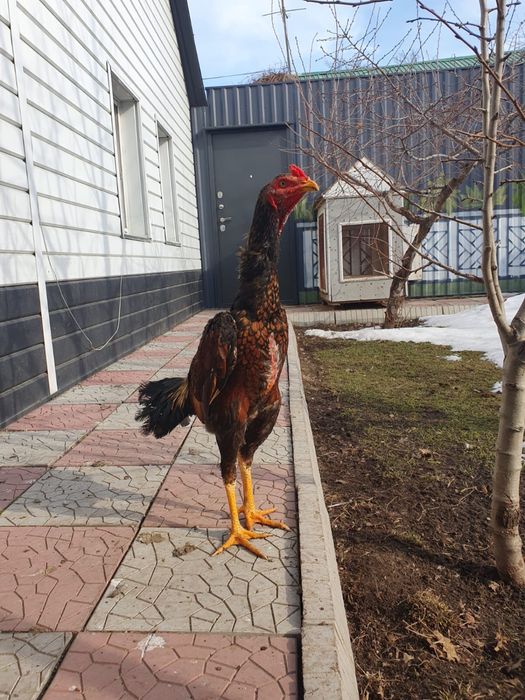 Петухи дакан бойцовые
