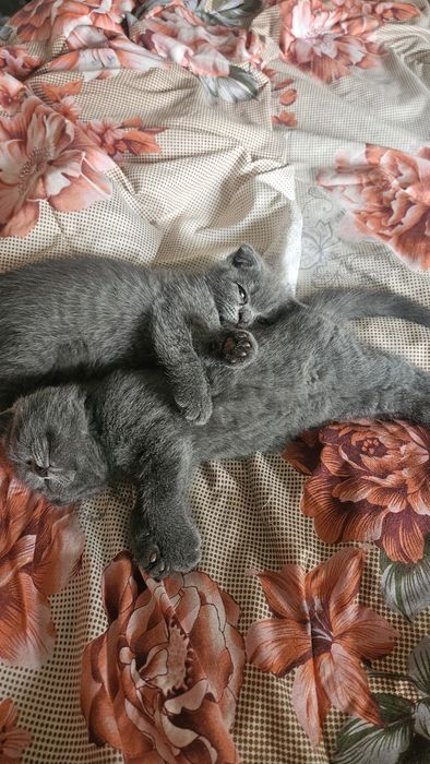 Продаются чистокровные Шотландские Вислоухие котята Фолд.