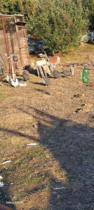 Продавам токачки 25лв. бройката