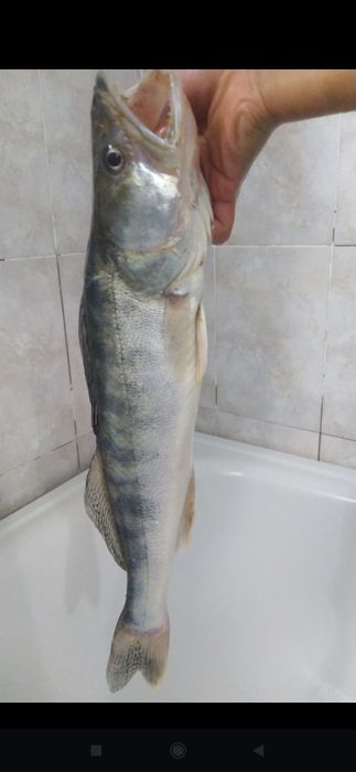 Судак, көксерке сатылады