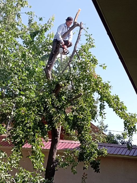 Обреска. Деревья