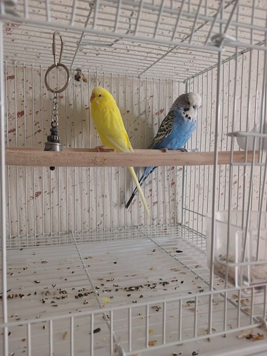 Папугайчики волнистые с клеткой