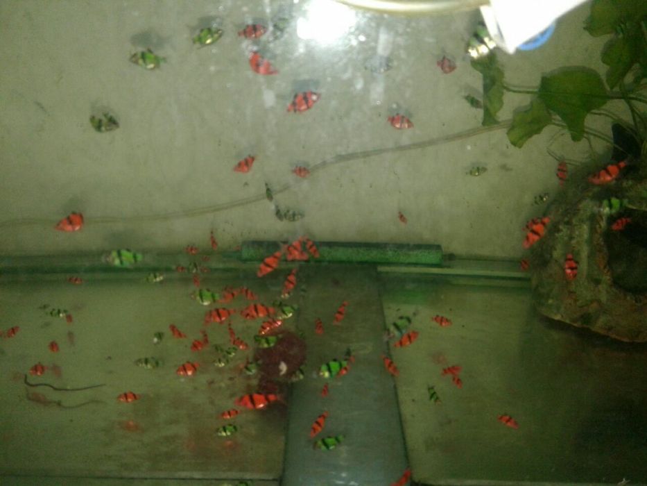 Продам Гло Фиш тернецыя и барбусы