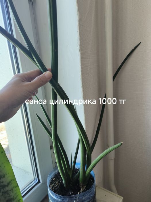 Комнатные растения 500 тг