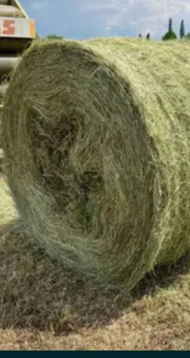 Baloti de fan de cea mai buna calitate