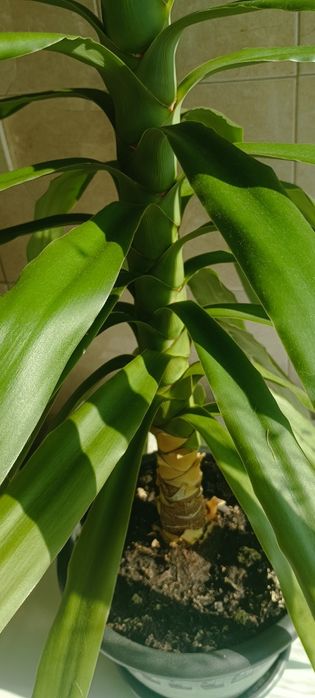 Палма Юка, отлично състояние. Височина 96см.