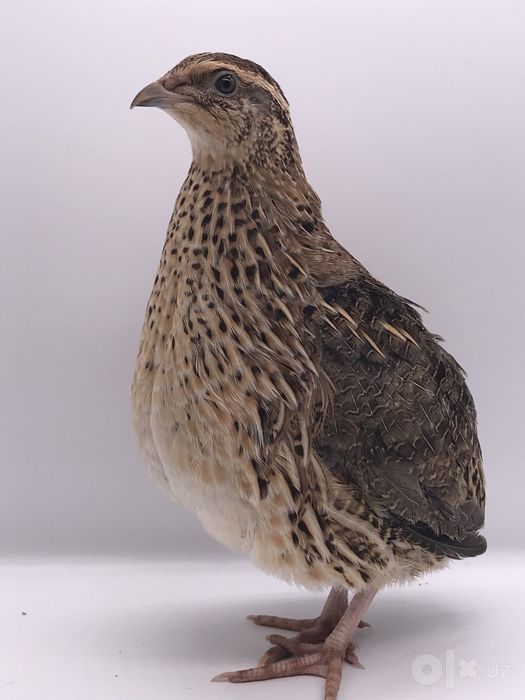 Bedana sotiladi  qibray