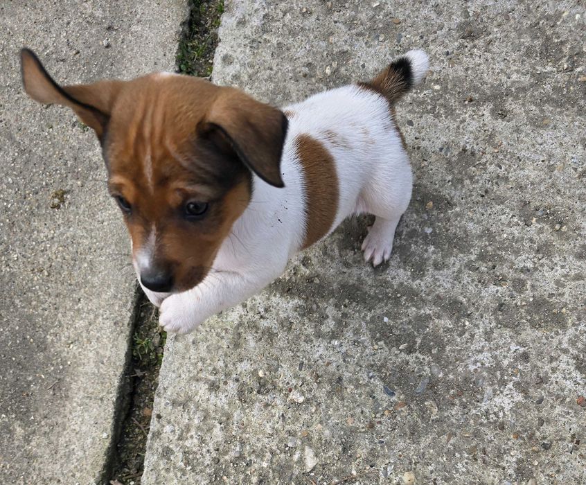 Jack Russell Terrier x 4 pui masculi