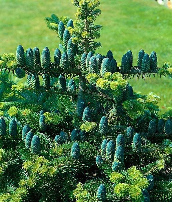 Brad corean Abies koreana cu balot de sol-calibru 60-80cm