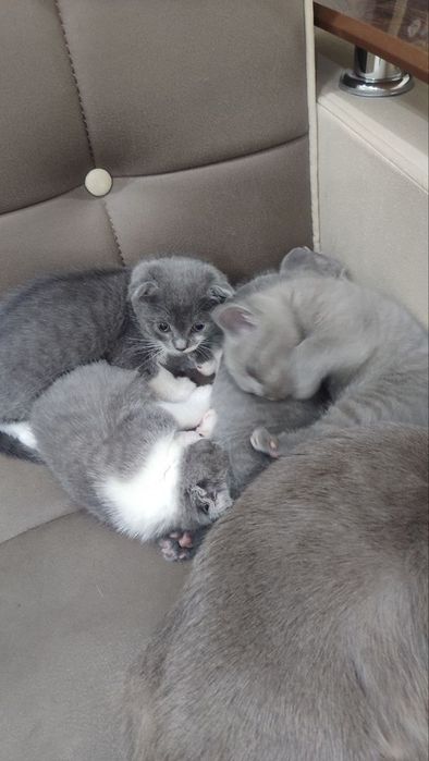 Mushuk bolalari va onasi