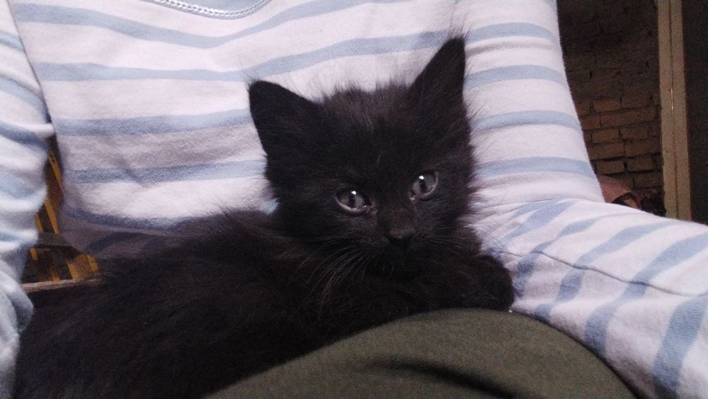 Отдам котёнка в добрые руки