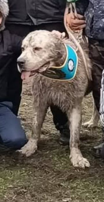 Төбет күшіктері сатылады