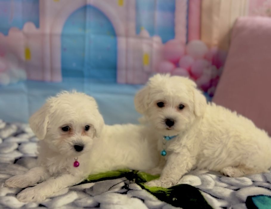 Пудел мини Малтипу – мъжко и женско