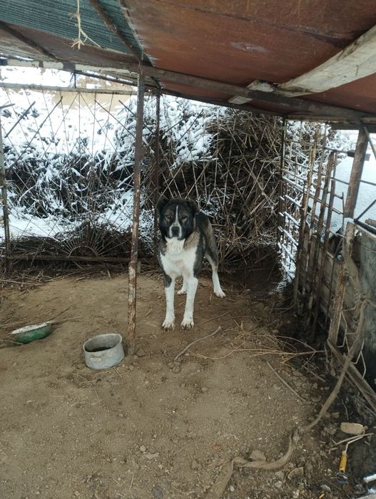 Собака кабель алабай