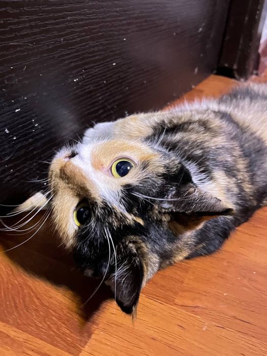 трëхцветные коты порода Возраст: 1 год