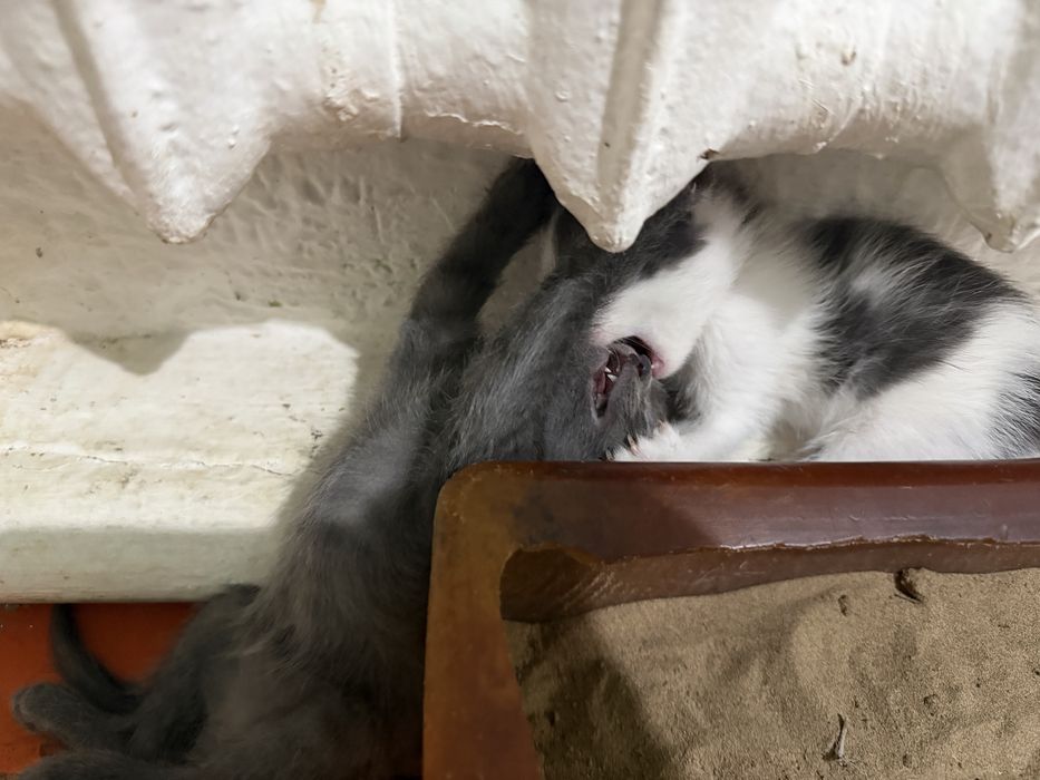 Маргаулар котята