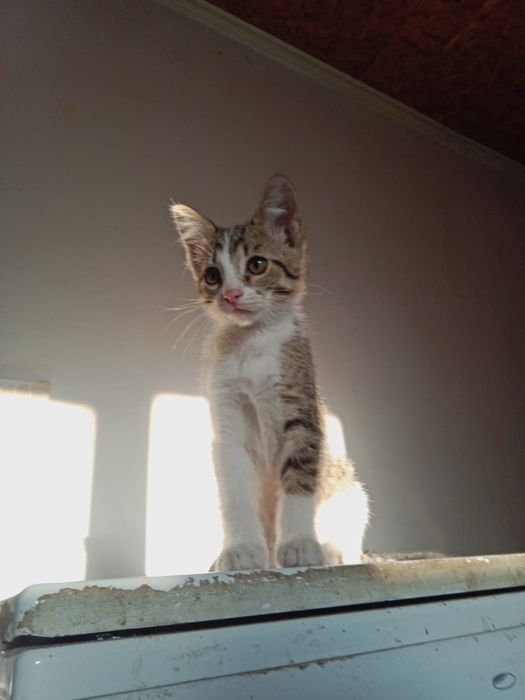 Котята-девочки 2,5 месяца — в добрые руки