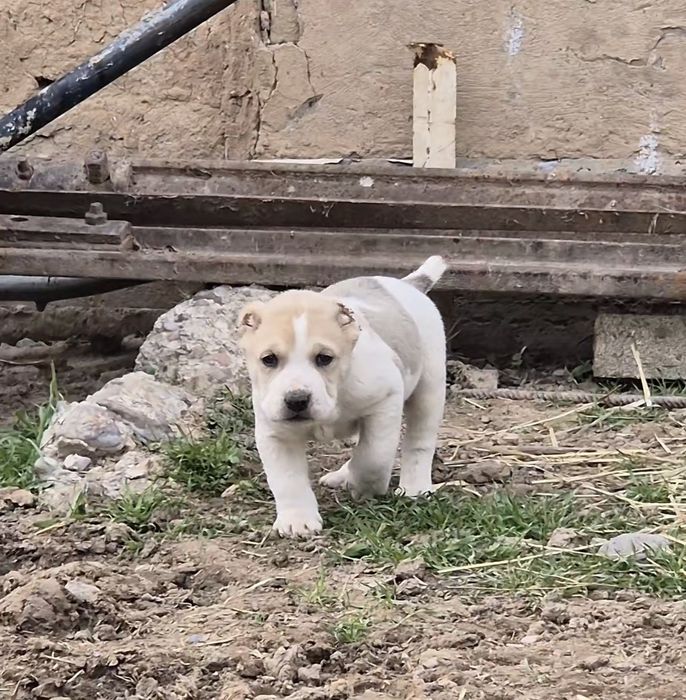 Күшіктер сатылады