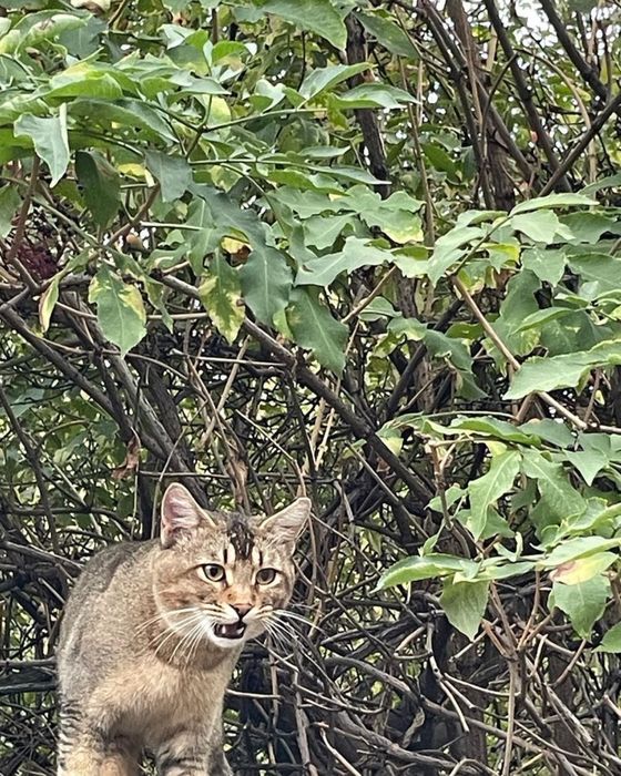 Кот охотник крыселов , мышелов